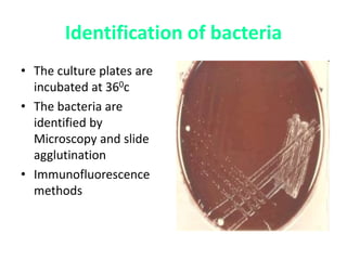 Identification of bacteria
• The culture plates are
incubated at 360c
• The bacteria are
identified by
Microscopy and slide
agglutination
• Immunofluorescence
methods
 
