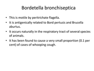 Bordetella bronchiseptica
• This is motile by peritrichate flagella.
• It is antigenically related to Bord pertusis and Brucella
aburtus.
• It occurs naturally in the respiratory tract of several species
of animals.
• It has been found to cause a very small proportion (0.1 per
cent) of cases of whooping cough.
 