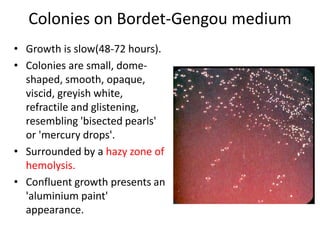 Colonies on Bordet-Gengou medium
• Growth is slow(48-72 hours).
• Colonies are small, dome-
shaped, smooth, opaque,
viscid, greyish white,
refractile and glistening,
resembling 'bisected pearls'
or 'mercury drops'.
• Surrounded by a hazy zone of
hemolysis.
• Confluent growth presents an
'aluminium paint'
appearance.
 