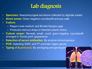 Lab diagnosis
• Specimen: Nasopharyngeal secretions collected by alginate swabs
• Direct smear: Gram-negative coccobacilli and pus cells
• Culture:
– Regan-Lowe medium and Bordet-Gengou agar
– Produces mercury drops or bisected pearls colony
• Culture smear: Reveals small, ovoid gram-negative coccobacilli
arranged in 'thumb print' appearance
• Detection of serum antibodies: By enzyme immunoassays
• PCR: Detecting IS481 and PT promoter region genes
• Typing of B.pertussis: By serotyping and genotyping
 