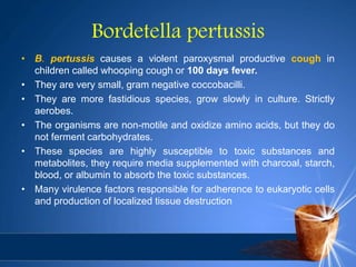 Bordetella pertussis
• B. pertussis causes a violent paroxysmal productive cough in
children called whooping cough or 100 days fever.
• They are very small, gram negative coccobacilli.
• They are more fastidious species, grow slowly in culture. Strictly
aerobes.
• The organisms are non-motile and oxidize amino acids, but they do
not ferment carbohydrates.
• These species are highly susceptible to toxic substances and
metabolites, they require media supplemented with charcoal, starch,
blood, or albumin to absorb the toxic substances.
• Many virulence factors responsible for adherence to eukaryotic cells
and production of localized tissue destruction
 