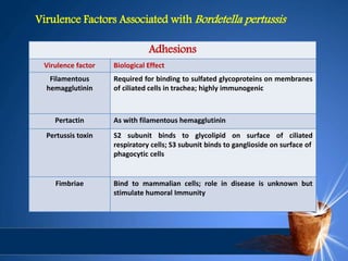 Adhesions
Virulence factor Biological Effect
Filamentous
hemagglutinin
Required for binding to sulfated glycoproteins on membranes
of ciliated cells in trachea; highly immunogenic
Pertactin As with filamentous hemagglutinin
Pertussis toxin S2 subunit binds to glycolipid on surface of ciliated
respiratory cells; S3 subunit binds to ganglioside on surface of
phagocytic cells
Fimbriae Bind to mammalian cells; role in disease is unknown but
stimulate humoral Immunity
Virulence Factors Associated with Bordetella pertussis
 