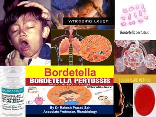 Bordetella
By Dr. Rakesh Prasad Sah
Associate Professor, Microbiology
 