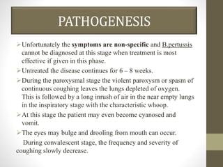 PATHOGENESIS
Unfortunately the symptoms are non-specific and B.pertussis
cannot be diagnosed at this stage when treatment is most
effective if given in this phase.
Untreated the disease continues for 6 – 8 weeks.
During the paroxysmal stage the violent paroxysm or spasm of
continuous coughing leaves the lungs depleted of oxygen.
This is followed by a long inrush of air in the near empty lungs
in the inspiratory stage with the characteristic whoop.
At this stage the patient may even become cyanosed and
vomit.
The eyes may bulge and drooling from mouth can occur.
During convalescent stage, the frequency and severity of
coughing slowly decrease.
 