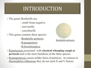 INTRODUCTION
The genus Bordetella are,
- small Gram negative
- non-motile
- coccobacilli
This genus contains three species:
-Bordetella pertussis
-B.parapertusis
-B.bronchiseptica
B.pertussisis associated with classical whooping cough or
pertussis and is the most fastidious of the three species.
B.parapertussis causes milder form of pertussis. In contrast to
Haemophilus influenzae they do not need X and V factors.
Bordetella pertussis
 
