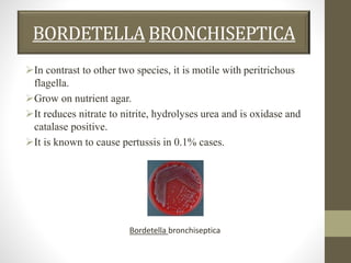 BORDETELLA BRONCHISEPTICA
In contrast to other two species, it is motile with peritrichous
flagella.
Grow on nutrient agar.
It reduces nitrate to nitrite, hydrolyses urea and is oxidase and
catalase positive.
It is known to cause pertussis in 0.1% cases.
Bordetella bronchiseptica
 