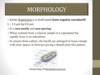 MORPHOLOGY
Earlier B.pertussis is a small ovoid Gram negative coccobacilli
1 – 1.5 µm by 0.3 µm.
It is non-motile and non-sporing.
When isolated from a clinical sample it it capsulated but
rapidly loses it on subculture.
In smears from culture, the bacilli are arranged in loose clumps
with clear spaces in between giving a thumb print like pattern.
Morphology Of Bordetella pertussis
 