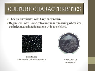 CULTURE CHARACTERISTICS
They are surrounded with hazy haemolysis.
Regan and Lowe is a selective medium comprising of charcoal,
cephalexin, amphotericin along with horse blood.
B. Pertussis on
BG medium
B.Pertussis
Alluminium paint appearance
 
