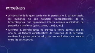 PATOGÉNESIS
• Al contrario de lo que sucede con B. pertussis o B. parapertussis,
los humanos no son naturales transportadores de B.
bronchiseptica, que típicamente infecta aparato respiratorio de
pequeños mamíferos (gatos, canes, conejos, etc).
• Mientras B. bronchiseptica no expresa la toxina pertusis que es
uno de los factores característicos de virulencia de B. pertussis,
contiene los genes para hacerlo, con una evolución muy cercana
entre las dos especies.
 