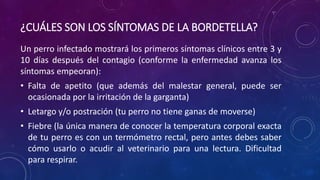 ¿CUÁLES SON LOS SÍNTOMAS DE LA BORDETELLA?
Un perro infectado mostrará los primeros síntomas clínicos entre 3 y
10 días después del contagio (conforme la enfermedad avanza los
síntomas empeoran):
• Falta de apetito (que además del malestar general, puede ser
ocasionada por la irritación de la garganta)
• Letargo y/o postración (tu perro no tiene ganas de moverse)
• Fiebre (la única manera de conocer la temperatura corporal exacta
de tu perro es con un termómetro rectal, pero antes debes saber
cómo usarlo o acudir al veterinario para una lectura. Dificultad
para respirar.
 