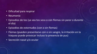 • Dificultad para respirar
• Neumonía
• Episodios de tos (ya sea tos seca o con flemas sin parar o durante
el día)
• Episodios de estornudos (con o sin flemas)
• Flemas (pueden presentarse con o sin sangre, la irritación en la
traquea puede provocar incluso la presencia de pus)
• Secreción nasal y/o ocular
 