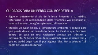 CUIDADOS PARA UN PERRO CON BORDETELLA
• Sigue el tratamiento al pie de la letra. Pregunta a tu médico
veterinario si es recomendable darle vitaminas y/o estimular el
sistema inmune con algún suplemento alimenticio.
• Mantén un lugar limpio, a temperatura ambiente y seguro para
que pueda descansar cuando lo desee. Lo ideal es que descanse
dentro de casa en una habitación alejada del tránsito y
movimiento. Si tienes niños, debes explicarles que se siente mal y
que no podrá jugar con él por algunos días. No te pierdas “13
Regas de Oro para los Niños”.
 