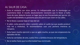 AL SALIR DE CASA:
• Evita el contacto con otros perros. Es indispensable que lo mantengas en
cuarentena total. Si resulta absolutamente necesario que lo lleves al baño
fuera de casa, deberás buscar un lugar que no sea frecuentado por perros. Un
cuadro de bordetella es gravísimo para los perros que viven en las calles.
• No lo lleves a pasear bajo el rayo del sol.
• Si salen, evita ponerle collar o presión sobre el cuello (ya que puede producir
más tos y molestia). Te recomendamos usar una pechera mientras se
recupera.
• Evita hacer mucho ejercició o que se agite mucho, ya que eso empeoraría los
episodios de tos.
• Evita las corrientes de aire, suelos fríos y cambios bruscos de temperatura.
• No lo bañes hasta que la enfermedad haya terminado.
 
