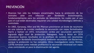 PREVENCIÓN
• Diversos han sido los trabajos encaminados hacia la protección de los
animales ante una infección por Bordetella bronchiseptica,
fundamentalmente para los animales de laboratorio, los cuales por el uso
para el cual están destinados requieren una calidad microbiológica definida y
controlada.
• En 1965, Ganaway, Allen and Mc Pherson previnieron un brote de neumonía
en una colonia de curieles mediante la vacunación con cepas formolizadas.
Harris y Switzer en 1972, inmunizaron cerdos por vacunación parenteral
logrando algún nivel de protección. Nakagawa, Yoda y Muto en 1974
obtuvieron buenos resultados en la profilaxis de curieles con neumonías
causadas por Bordetella bronchiseptica mediante vacunación con Bacterinas,
aunque la protección no fue completa. Otros investigadores como Shimizu
(1978) tomaron como método profiláctico la vacunación intranasal con cepas
vivas controlando un poco la diseminación del agente.
 