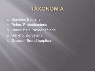  Dominio: Bacteria
 Reino: Proteobacteria
 Clase: Beta Proteobacteria
 Genero: Bordetella
 Especie: Bronchiseptica
 