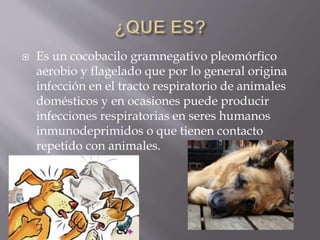  Es un cocobacilo gramnegativo pleomórfico
aerobio y flagelado que por lo general origina
infección en el tracto respiratorio de animales
domésticos y en ocasiones puede producir
infecciones respiratorias en seres humanos
inmunodeprimidos o que tienen contacto
repetido con animales.
 