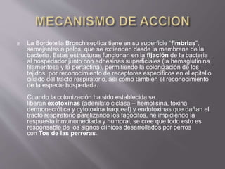  La Bordetella Bronchiseptica tiene en su superficie “fimbrias”,
semejantes a pelos, que se extienden desde la membrana de la
bacteria. Estas estructuras funcionan en la fijación de la bacteria
al hospedador junto con adhesinas superficiales (la hemaglutinina
filamentosa y la pertactina), permitiendo la colonización de los
tejidos, por reconocimiento de receptores específicos en el epitelio
ciliado del tracto respiratorio, así como también el reconocimiento
de la especie hospedada.
Cuando la colonización ha sido establecida se
liberan exotoxinas (adenilato ciclasa – hemolisina, toxina
dermonecrótica y cytotoxina traqueal) y endotoxinas que dañan el
tracto respiratorio paralizando los fagocitos, he impidiendo la
respuesta inmunomediada y humoral, se cree que todo esto es
responsable de los signos clínicos desarrollados por perros
con Tos de las perreras.
 