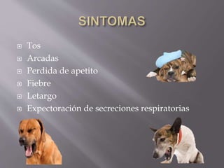  Tos
 Arcadas
 Perdida de apetito
 Fiebre
 Letargo
 Expectoración de secreciones respiratorias
 