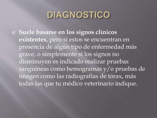  Suele basarse en los signos clínicos
existentes, pero si estos se encuentran en
presencia de algún tipo de enfermedad más
grave, o simplemente si los signos no
disminuyen es indicado realizar pruebas
sanguíneas como hemogramas y/o pruebas de
imagen como las radiografías de tórax, más
todas las que tu médico veterinario indique.
 