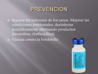  Separar los enfermos de los sanos. Mejorar las
condiciones ambientales, desinfectar
periódicamente alternando productos
(lavandina, clorhexidina).
 Vacuna contra la bordetella
 