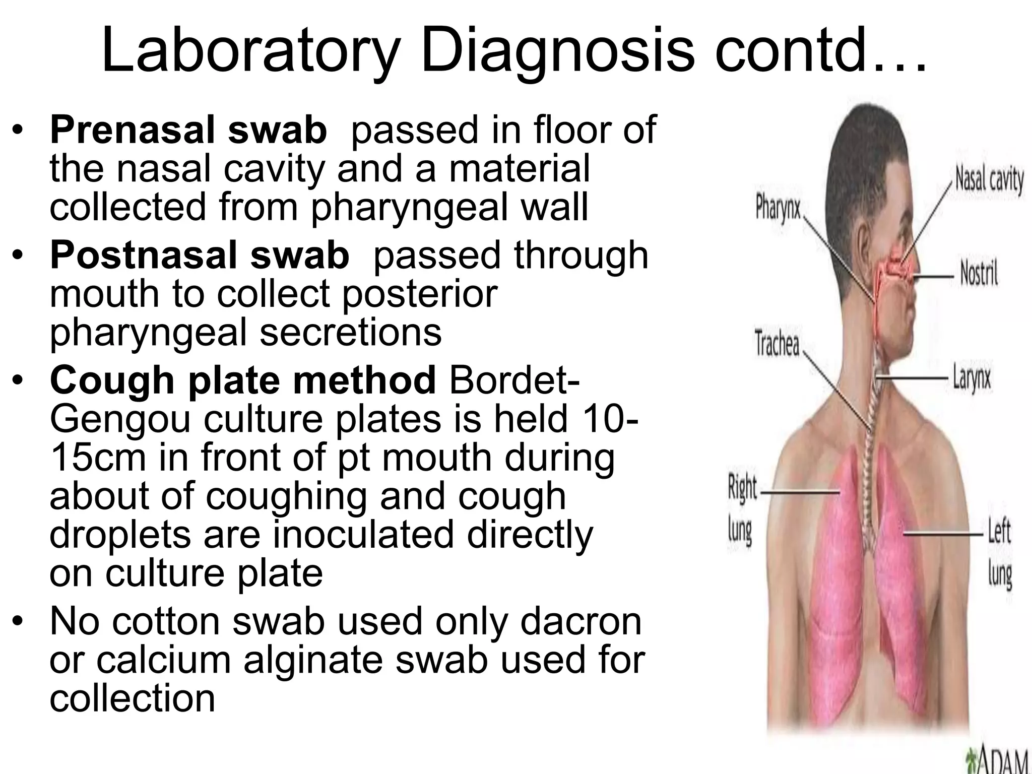Laboratory Diagnosis contd…
• Prenasal swab passed in floor of
the nasal cavity and a material
collected from pharyngeal wall
• Postnasal swab passed through
mouth to collect posterior
pharyngeal secretions
• Cough plate method Bordet-
Gengou culture plates is held 10-
15cm in front of pt mouth during
about of coughing and cough
droplets are inoculated directly
on culture plate
• No cotton swab used only dacron
or calcium alginate swab used for
collection
 
