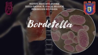 Bordetella
INSTITUTO POLITÉCNICO NACIONAL
ESCUELA NACIONAL DE CIENCIAS BIOLÓGICAS
MICROBIOLOGÍA VETERINARIA
 