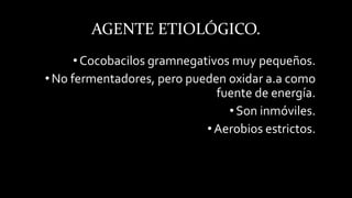 AGENTE ETIOLÓGICO.
•Cocobacilos gramnegativos muy pequeños.
•No fermentadores, pero pueden oxidar a.a como
fuente de energía.
•Son inmóviles.
•Aerobios estrictos.
 