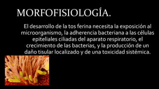 MORFOFISIOLOGÍA.
El desarrollo de la tos ferina necesita la exposición al
microorganismo, la adherencia bacteriana a las células
epiteliales ciliadas del aparato respiratorio, el
crecimiento de las bacterias, y la producción de un
daño tisular localizado y de una toxicidad sistémica.
 