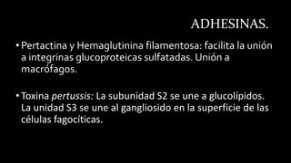 ADHESINAS.
•Pertactina y Hemaglutinina filamentosa: facilita la unión
a integrinas glucoproteicas sulfatadas. Unión a
macrófagos.
•Toxina pertussis: La subunidad S2 se une a glucolípidos.
La unidad S3 se une al gangliosido en la superficie de las
células fagocíticas.
 