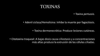 TOXINAS
• Toxina pertussis.
• Adenil ciclasa/Hemolisina: Inhibe la muerte por fagocitosis.
• Toxina dermonecrótica: Produce lesiones cutáneas.
• Citotoxina traqueal: A bajas dosis causa ciliostasis y a concentraciones
más altas produce la extrusión de las células ciliadas.
 