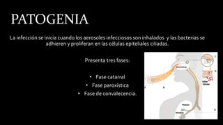 PATOGENIA
La infección se inicia cuando los aerosoles infecciosos son inhalados y las bacterias se
adhieren y proliferan en las células epiteliales ciliadas.
Presenta tres fases:
• Fase catarral
• Fase paroxística
• Fase de convalecencia.
 