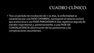 CUADRO CLÍNICO.
• Tras un período de incubación de 7-10 días, la enfermedad se
caracteriza por una FASE CATARRAL (semejante al catarro común)
que evoluciona a una FASE PAROXÍSMICA (tos repetitiva seguida de
estridor inspiratorio) y, posteriormente, a una FASE DE
CONVALECENCIA (disminución de los paroxismos y las
complicaciones secundarias)
 