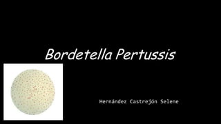 Bordetella Pertussis
Hernández Castrejón Selene
 