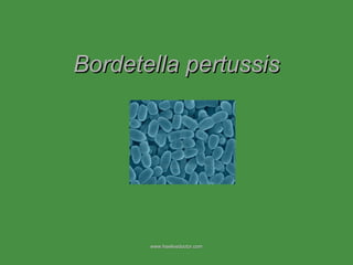 Bordetella pertussis www.freelivedoctor.com 