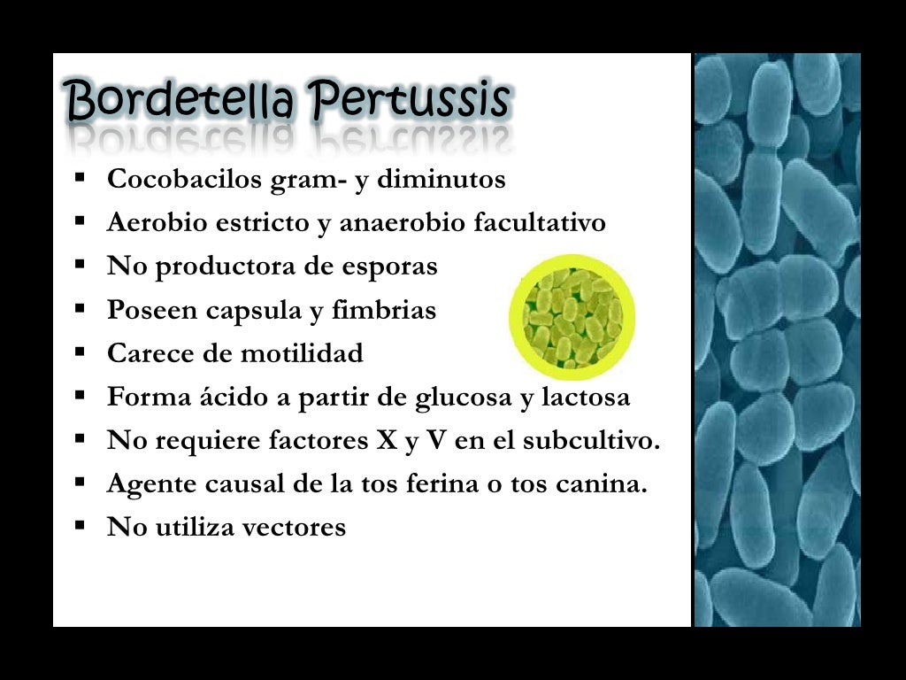 Bordetella Pertussis