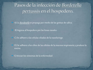  A) La Bordetella se propaga por medio de las gotitas de saliva. 
 B) Ingresa al hospedero por las fosas nasales. 
 C) Se adhiere a las células ciliadas de la nasofaringe. 
 D) Se adhiere a los cilios de las células de la mucosa respiratoria y produce la 
toxina. 
 E) Inician los síntomas de la enfermedad. 
 