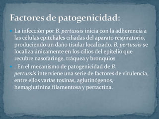  La infección por B. pertussis inicia con la adherencia a 
las células epiteliales ciliadas del aparato respiratorio, 
produciendo un daño tisular localizado. B. pertussis se 
localiza únicamente en los cilios del epitelio que 
recubre nasofaringe, tráquea y bronquios 
 . En el mecanismo de patogenicidad de B. 
pertussis interviene una serie de factores de virulencia, 
entre ellos varias toxinas, aglutinógenos, 
hemaglutinina filamentosa y pertactina. 
 