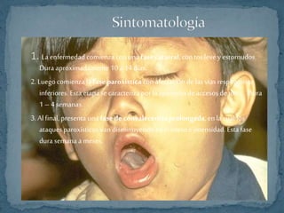 1. La enfermedad comienza con una fase catarral, con tos leve y estornudos. 
Dura aproximadamente 10 a 14 días. 
2. Luego comienza la fase paroxística con afectación de las vías respiratorias 
inferiores. Esta etapa se caracteriza por la aparición de accesos de tos. . Dura 
1 – 4 semanas. 
3. Al final, presenta una fase de convalecencia prolongada, en la cual los 
ataques paroxísticos van disminuyendo en numero e intensidad. Esta fase 
dura semana a meses. 
 