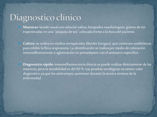  Muestras: lavado nasal con solución salina, hisopados nasofaríngeos, gotitas de tos 
expectoradas en una “plaquita de tos” colocada frente a la boca del paciente. 
 Cultivo: se realiza en medios enriquecidos (Bordet Gengou), que contienen antibióticos 
para inhibir la flora respiratoria. La identificación se realiza por medio de coloración 
inmunofluorescente o aglutinación en portaobjetos con el antisuero especifico. 
 Diagnostico rápido: inmunofluorescencia directa se puede realizar directamente de las 
muestras, pero la sensibilidad es del 60 %. Las pruebas serológicas no tienen valor 
diagnostico ya que los anticuerpos aumentan durante la tercera semana de la 
enfermedad. 
