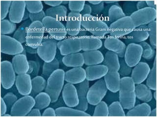  Bordetella pertusis es una bacteria Gram negativa que causa una 
enfermedad del tracto respiratorio, llamada Tos ferina, tos 
convulsa. 
 
