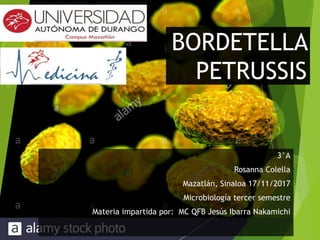 BORDETELLA
PETRUSSIS
3°A
Rosanna Colella
Mazatlán, Sinaloa 17/11/2017
Microbiología tercer semestre
Materia impartida por: MC QFB Jesús Ibarra Nakamichi
 