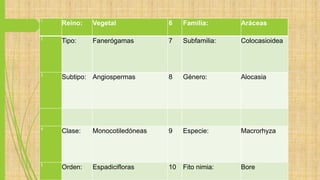 1
Reino: Vegetal 6 Familia: Aráceas
2
Tipo: Fanerógamas 7 Subfamilia: Colocasioidea
3
Subtipo: Angiospermas 8 Género: Alocasia
4
Clase: Monocotiledóneas 9 Especie: Macrorhyza
5
Orden: Espadicifloras 10 Fito nimia: Bore
 