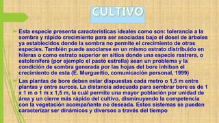  Esta especie presenta características ideales como son: tolerancia a la
sombra y rápido crecimiento para ser asociadas bajo el dosel de árboles
ya establecidos donde la sombra no permite el crecimiento de otras
especies. También puede asociarse en un mismo estrato distribuido en
hileras o como estrato superior en sitios donde una especie rastrera, o
estolonífera (por ejemplo el pasto estrella) sean un problema y la
condición de sombra generada por las hojas del bore inhiban el
crecimiento de esta (E. Murgueitio, comunicación personal, 1999)
 Las plantas de bore deben estar dispuestas cada metro o 1,5 m entre
plantas y entre surcos. La distancia adecuada para sembrar bore es de 1
x 1 m o 1 m x 1,5 m, la cuál permite una mayor población por unidad de
área y un cierre más rápido del cultivo, disminuyendo la competencia
con la vegetación acompañante no deseada. Estos sistemas se pueden
caracterizar ser dinámicos y diversos a través del tiempo
 