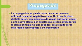 La propagación se puede hacer de varias maneras
utilizando material vegetativo como: Un trozo de disco
del tallo aéreo, con presencia de yemas que darán origen
a una nueva planta, por hijuelos que crecen alrededor de
la planta principal y/o por cogollos, esta resulta ser la
más rápida con respecto a su crecimiento
 