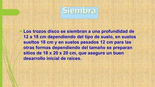 Los trozos disco se siembran a una profundidad de
12 a 18 cm dependiendo del tipo de suelo, en suelos
sueltos 18 cm y en suelos pesados 12 cm para las
otras formas dependiendo del tamaño se preparan
sitios de 18 x 20 x 20 cm, que asegure un buen
desarrollo inicial de raíces.
 