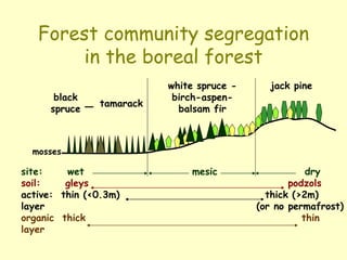Forest community segregation
in the boreal forest
site: wet mesic dry
soil: gleys podzols
active: thin (<0.3m) thick (>2m)
layer (or no permafrost)
organic thick thin
layer
black
spruce
tamarack
white spruce -
birch-aspen-
balsam fir
jack pine
mosses
 
