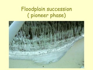 Floodplain succession
( pioneer phase)
 