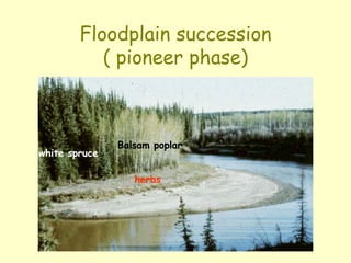 Floodplain succession
( pioneer phase)
Balsam poplar
white spruce
herbs
 