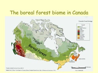 The boreal forest biome in Canada
 
