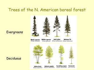 Trees of the N. American boreal forest
Evergreens
Deciduous
 